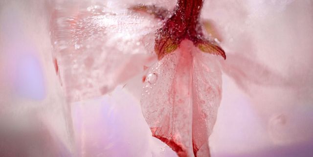 cherry petals in ice cube