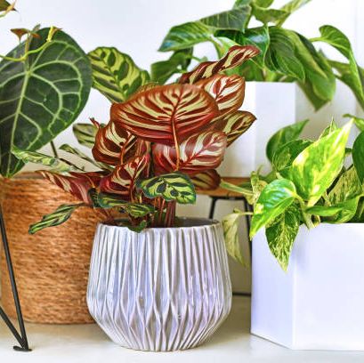 various different trendy tropical house plants in flower pots arranged on shelf