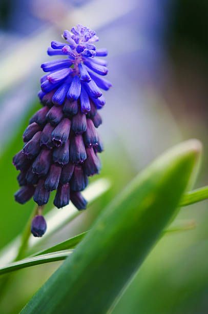 close up of grape hyacinth flowers to plant in fall