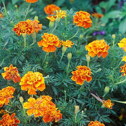 summer flower, flowering plant, tagetes, plant, tagetes patula, english marigold, zinnia angustifolia, petal, annual plant, subshrub,