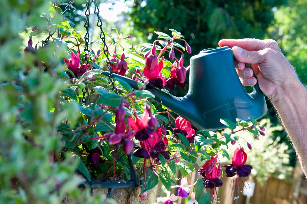 hanging garden