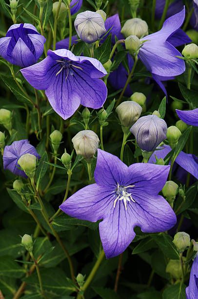 Are balloon flowers hot sale poisonous to dogs