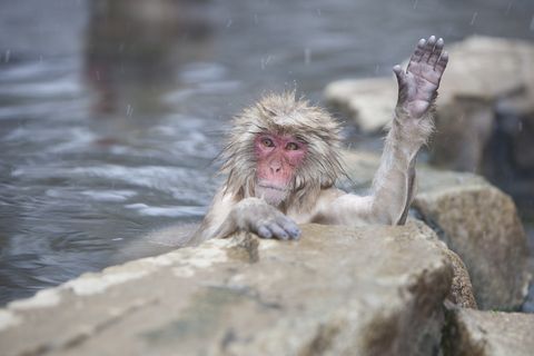 Japanese Macaque (Macaca fuscata) in hot springs, waving, Jigokudani Yaen-Koen, Japan