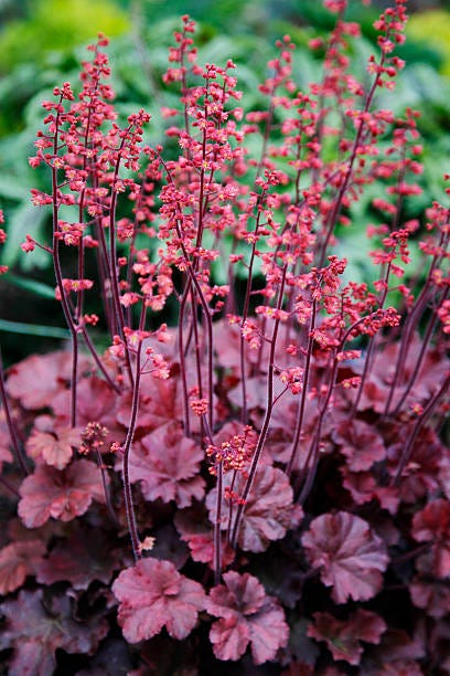 heuchera