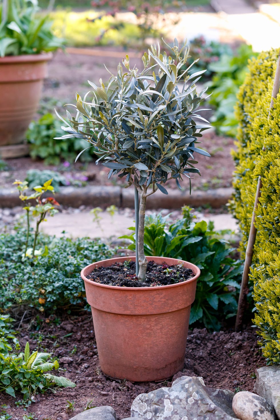 mediterranean garden