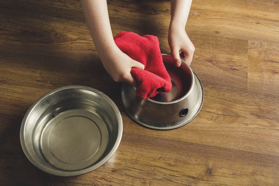 a child cleaning his dogs bowl