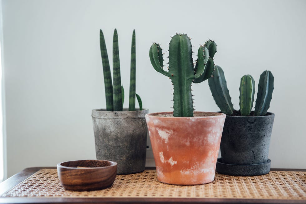wheretoplaceyourhouseplants