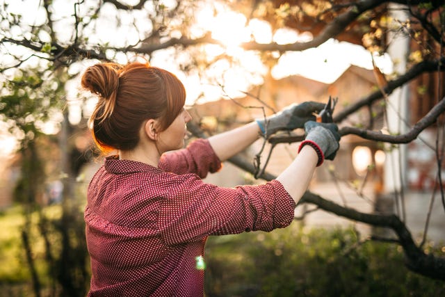 mujer cortando ramas con tijeras