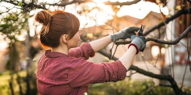 Mujer cortando ramas mujer cortando ramas con tijeras