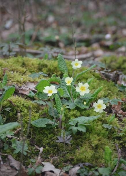 wild primrose in its natural environment mossy forest floor spring time in sussex, england