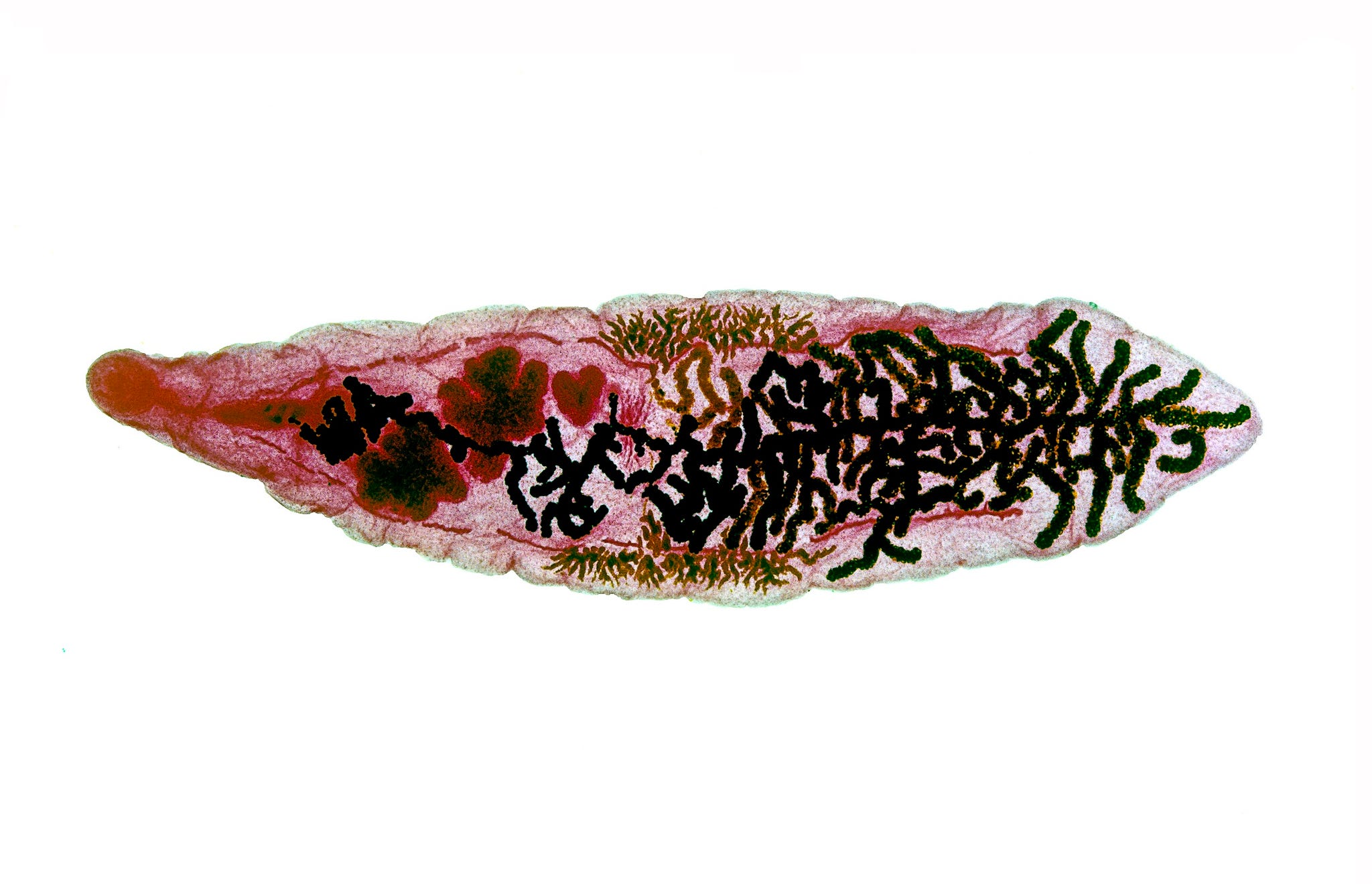 dicrocoelium dendriticum