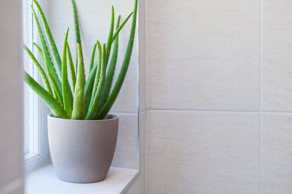 aloe vera plant in a pot in a tiled bathroom with copy space to the right