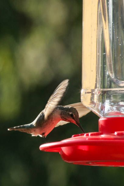 hummingbird flying, hummingbird in flight, hummingbird feeder