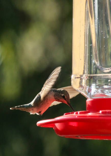 hummingbird flying, hummingbird in flight, hummingbird feeder