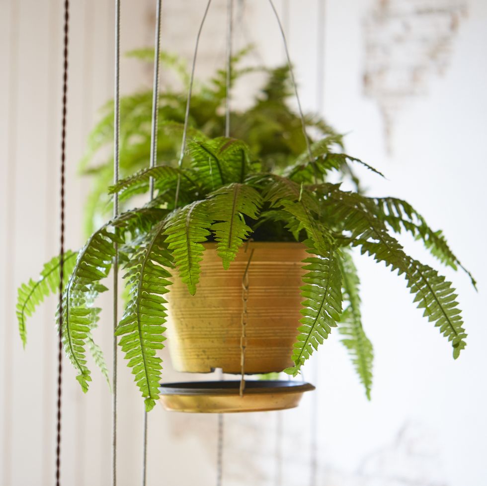 pot of hanging boston fern, hanging green plant decoration