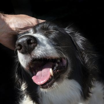 owner stroking the head of a lovely and gentle border collie bitch