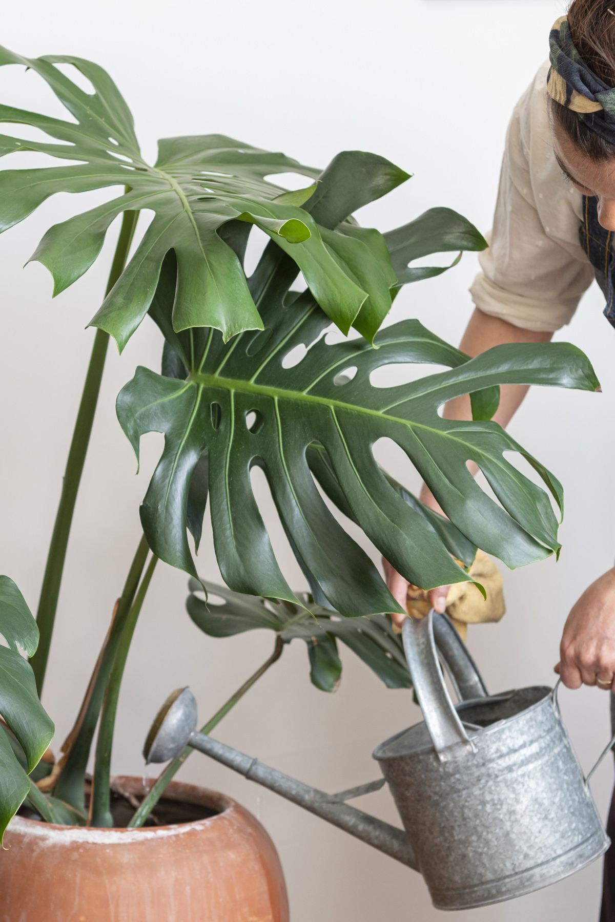 人気の観葉植物、モンステラについて知っておくべきことと育て方｜ELLE