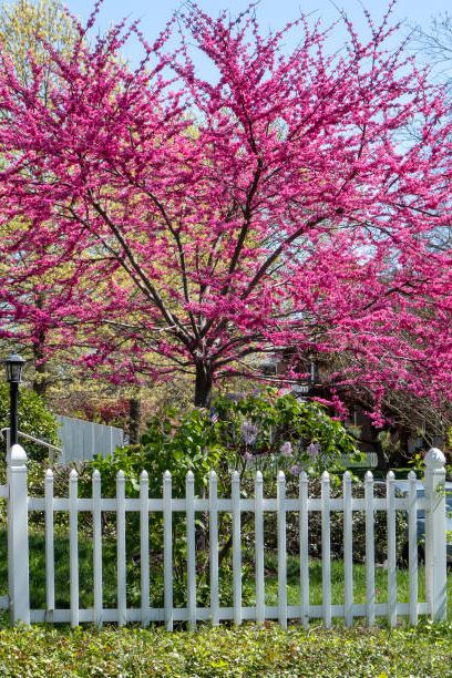 blooming spring redbud tree with white picket fence in foreground