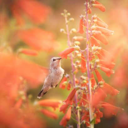 a female black chinned hummingbird in flight, collecting nectar from cardinal flowers
