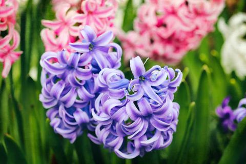 gorgeous display of spring blooms in city parks splashes of pinks and purple of hyacinths look particularly lovely with greens in the background