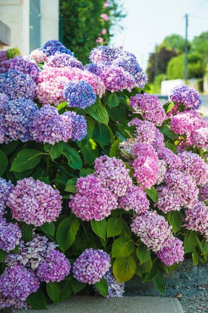 beautiful blooming blue and pink hydrangea flowerbed vertical picture