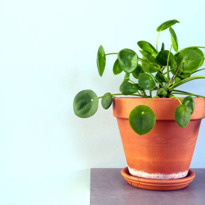 Caring for Pilea (Chinese Money Plant) - A Beautiful Mess