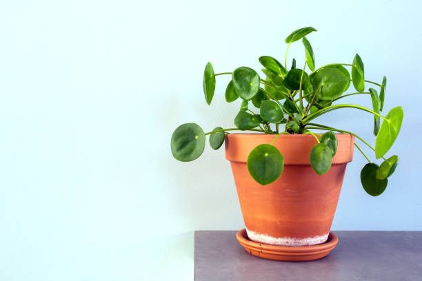 pilea peperomioides, chinese money plant, ufo plant or pancake plant in retro modern design home decoration close up