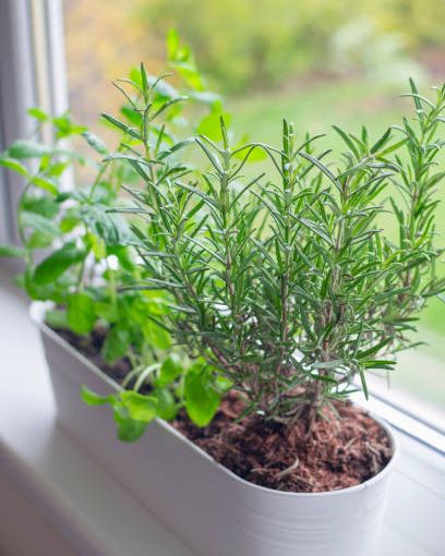 fresh basil, mint and rosemary are growing in a large white flower pot on windowsill indoors window mini garden concept