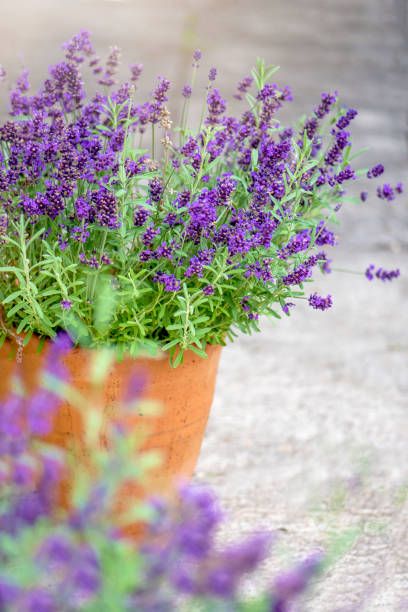 deer resistant plants like lavender in a pot