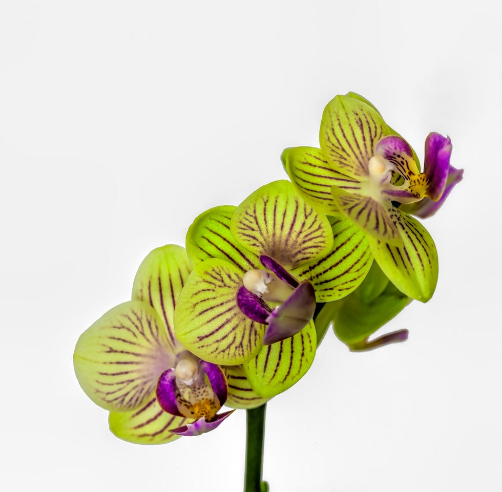 orquídeas verdes