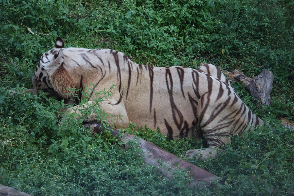 La Tigre Piu Grande Al Mondo Il video terrificante della tigre più grande del mondo