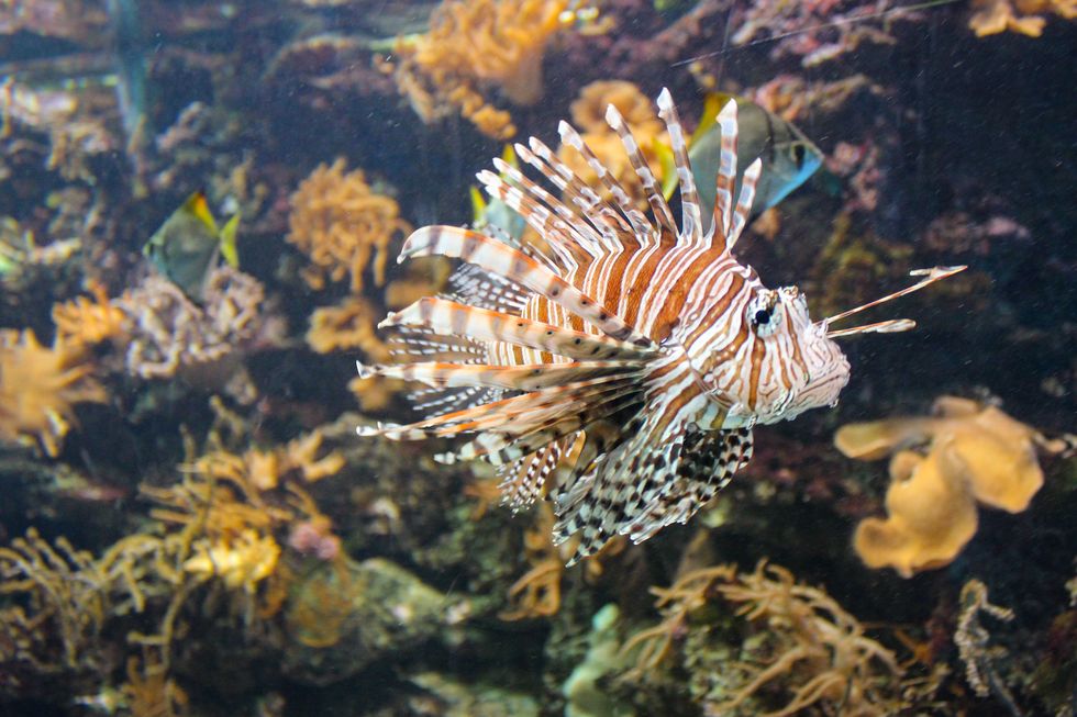 red lionfish   beautiful and dangerous animals a very dangerous fish of the caribbean sea
