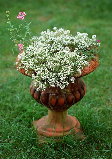 sweet alyssum