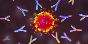 antibodies attacking coronavirus