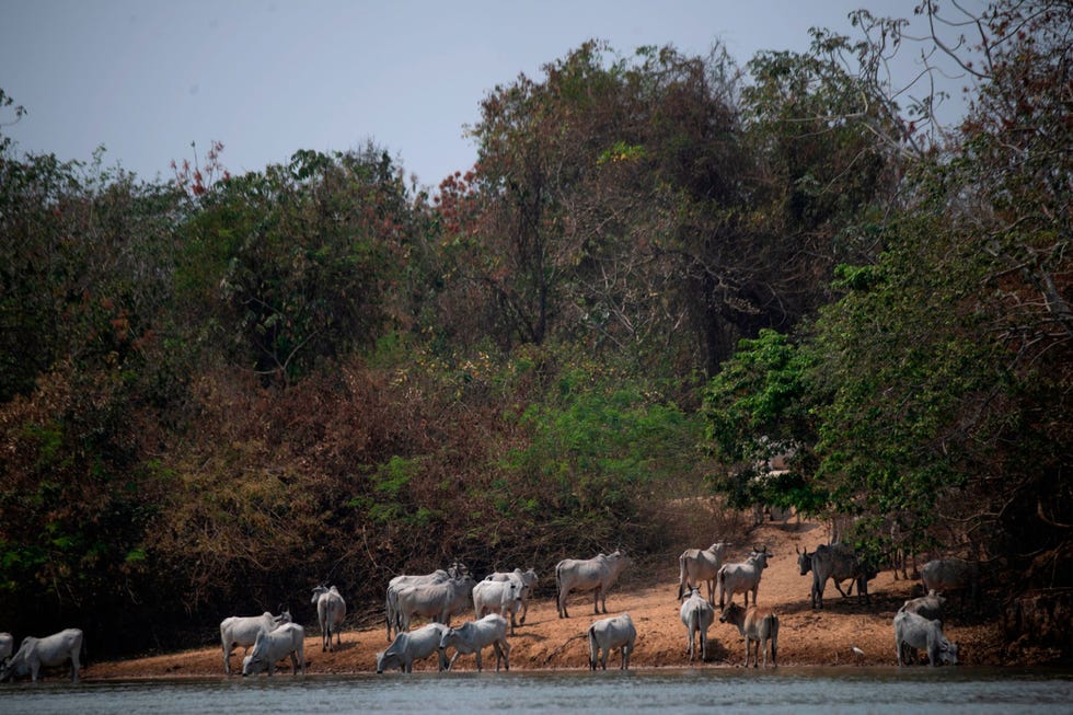 In de regio Porto Jofre van de Pantanal drinken koeien vlakbij een gewonde jaguar water uit een rivier Omdat er steeds meer habitat van jaguars wordt gebruikt als weidegrond komen roofdier en prooi steeds vaker met elkaar in contact