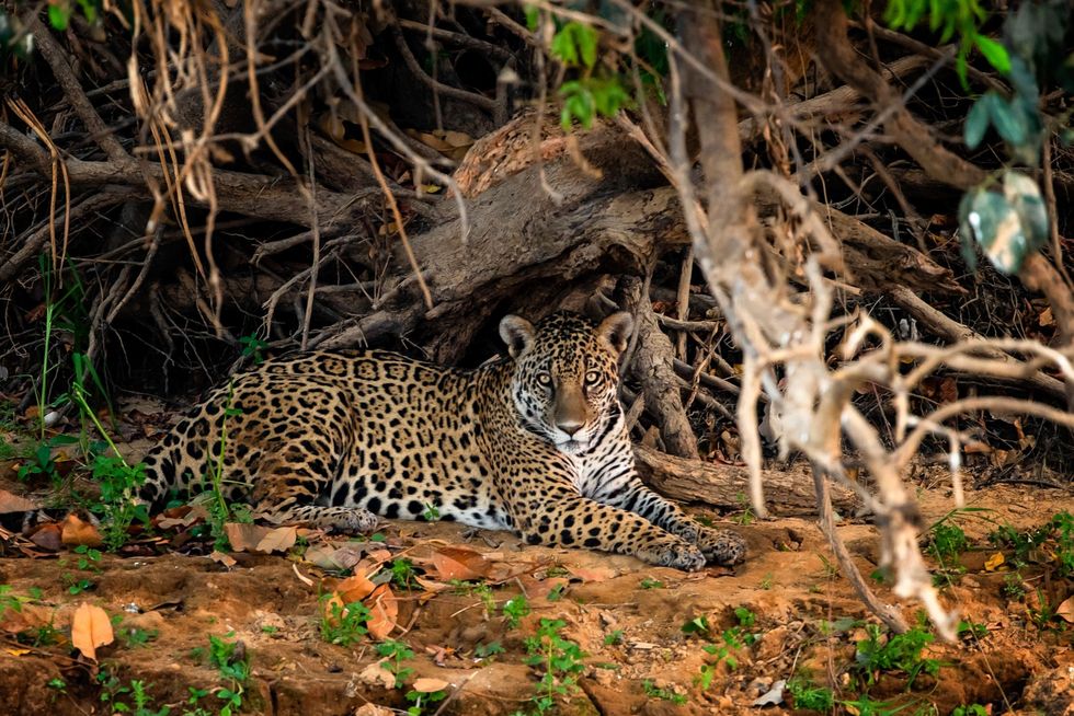 Een jaguar rust uit op de oever van de rivier de Cuiaba in de Pantanal Jaguars worden soms gedood door ranchers van wie veedieren door de roofdieren zijn gedood maar ze worden daarnaast bedreigd door het verlies en de verbrokkeling van hun habitat en door de stroperij ten behoeve van de illegale wildhandel
