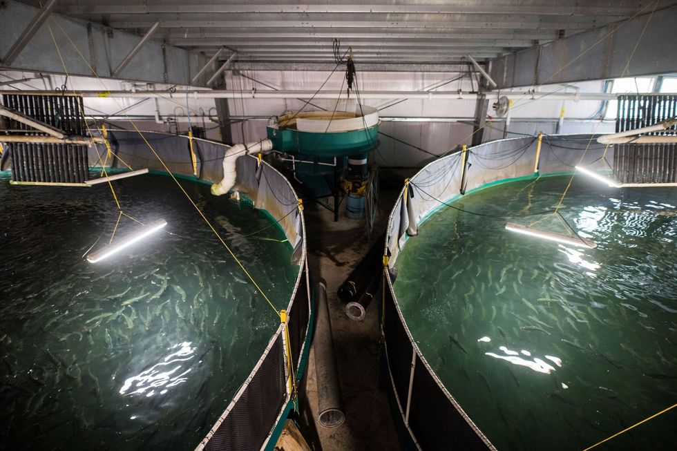 Het kweken van zalm in enorme op zichzelf staande tanks zoals dat gebeurt in Kuterra farm in Port Mc Neill in BritsColumbia wordt als milieuvriendelijker gezien dan het kweken van vissen in afgebakende gebieden in zee Deze methode voorkomt dat ziekten parasieten en vervuiling zich in het natuurlijke ecosysteem verspreiden