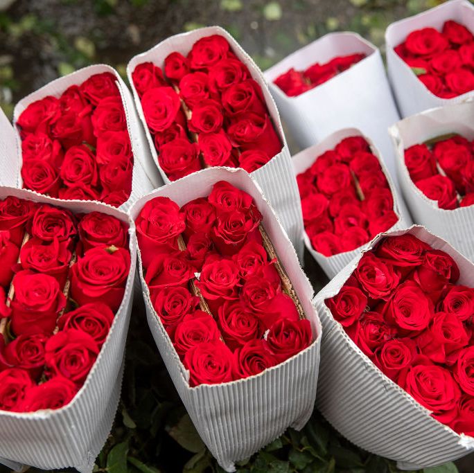 Rose Day 2023: Did you know the red rose was originally NOT a symbol of  LOVE?