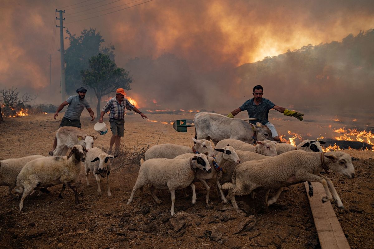 In Turkije leiden mannen een kudde schapen weg van een bosbrand Het land kampt met een aanhoudende hittegolf en de zwaarste bosbranden in tientallen jaren In een nieuw rapport van het Intergovernmental Panel on Climate Change wordt een somber beeld geschetst van de gevolgen van de klimaatverandering waaronder extreme weersgebeurtenissen die steeds dodelijker worden en zich ook steeds vaker zullen voordoen