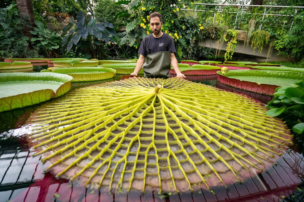 In Kew Gardens in Londen toont botanisch horticulturist Alberto Trinco een omgekeerd blad van de reusachtige waterlelie Dit zijn de grootste bladeren ter wereld
