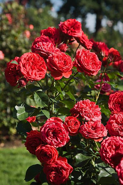 red shrub roses closeup