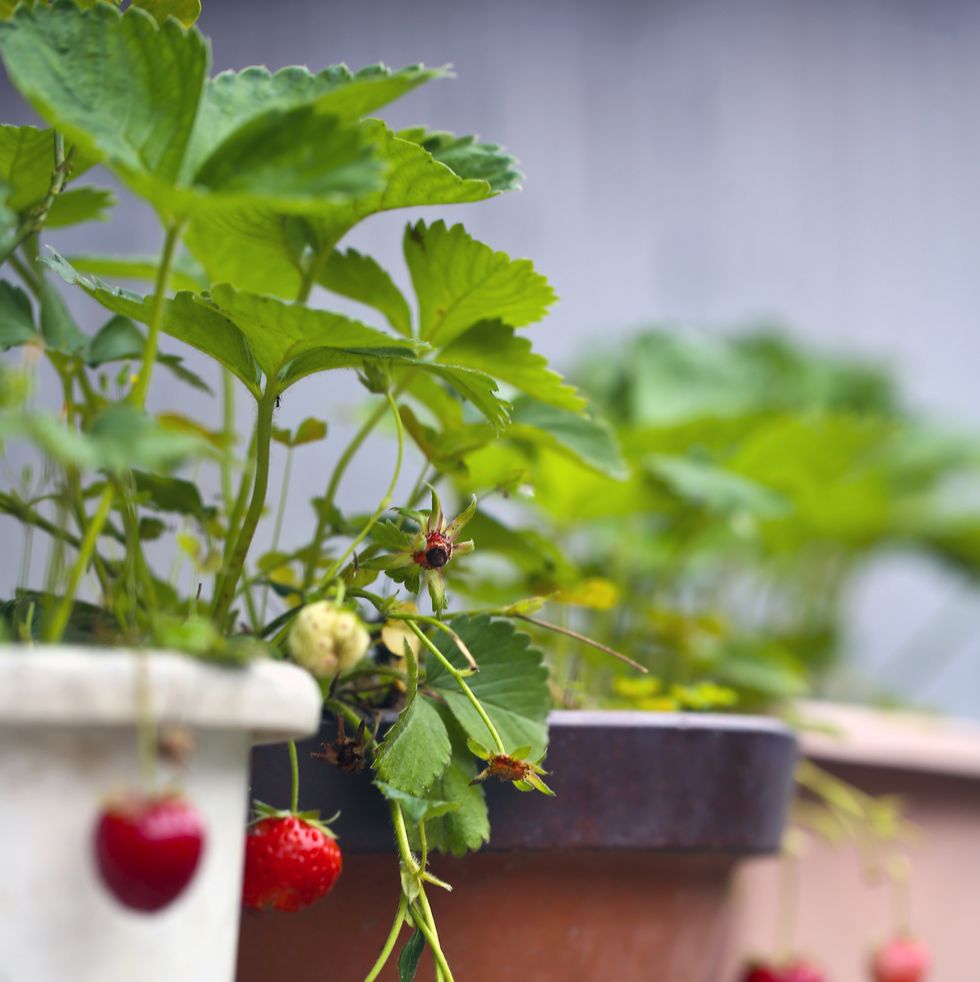 grow fruit and vegetables in pots strawberries