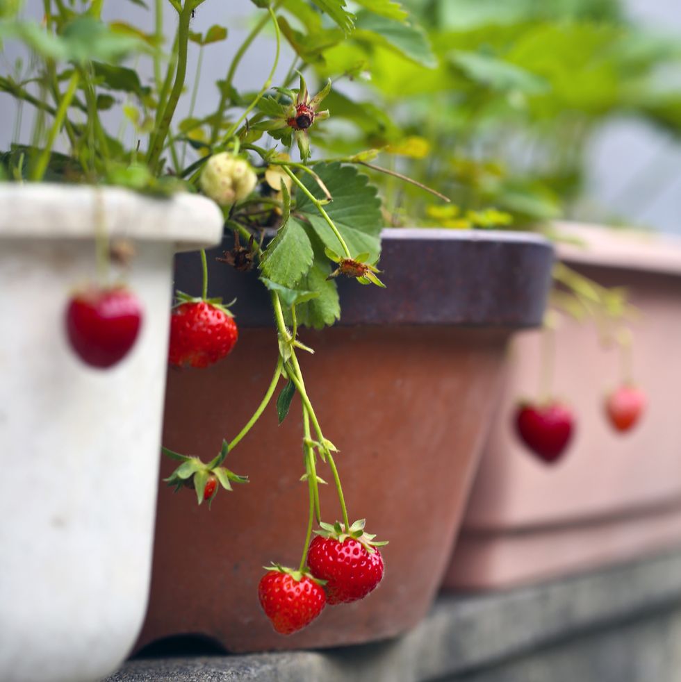 grow fruit and vegetables in pots strawberries