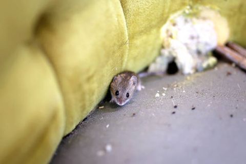 a little grey house mouse is sitting by its nest in an old antique chair
