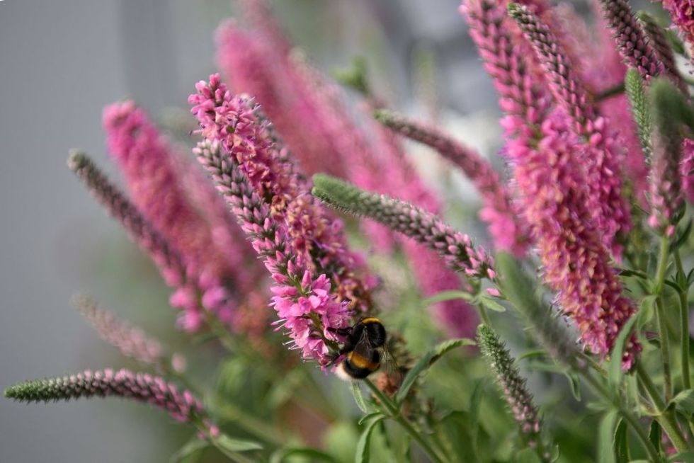a bumblebee is pictured on a flower during the 2022 rhs chelsea flower show in london on may 23, 2022 the chelsea flower show is held annually in the grounds of the royal hospital chelsea photo by daniel leal  afp photo by daniel lealafp via getty images