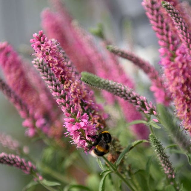 chelsea flower show floristry and floral design competition