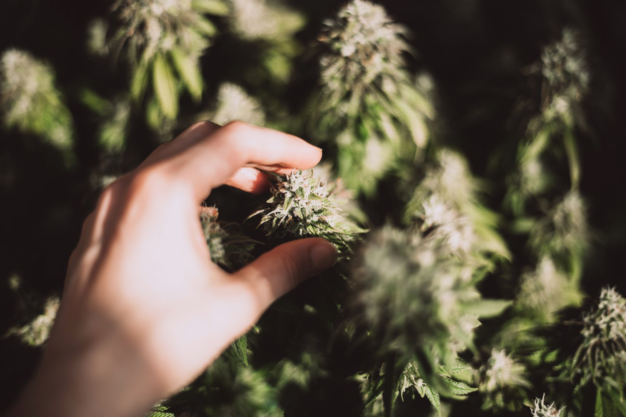 female hand holds a big cone of marijuana close up on herbal background