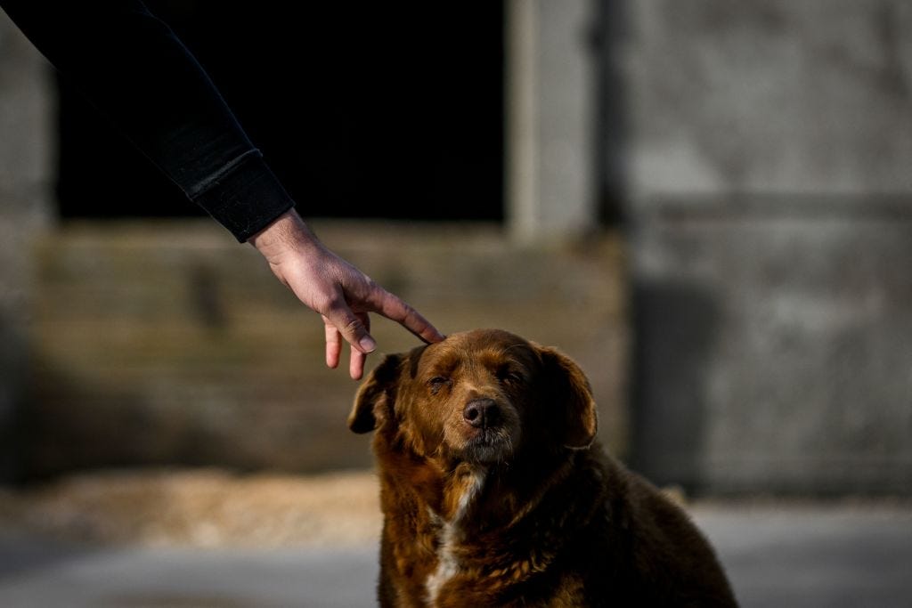 O estranho caso do cão mais velho do mundo é agora um mistério internacional