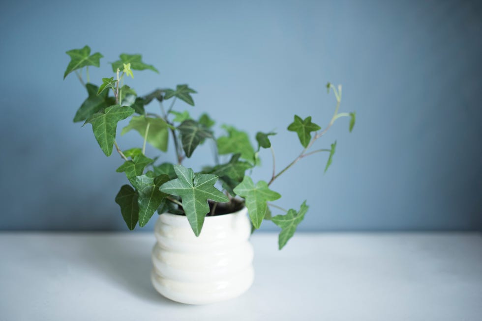 Can Air Purifying Plants Really Help Clean The Air In Your Home?