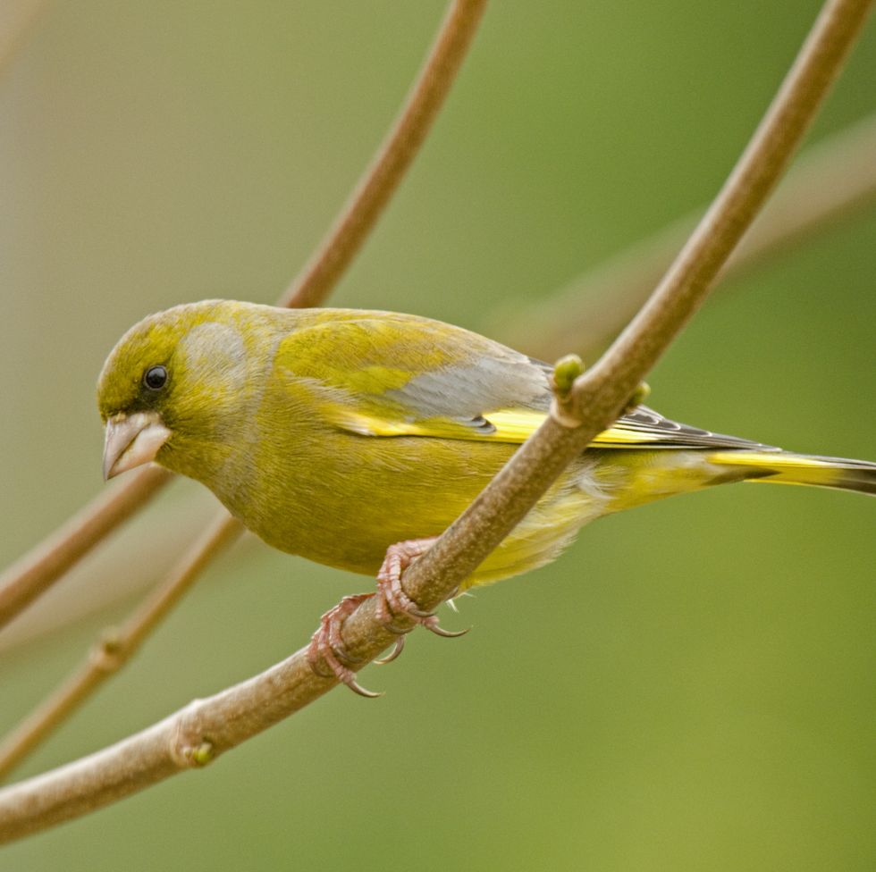 a yellow bird on a branch